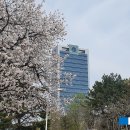 자담치킨 경산영대점 | <경산벚꽃명소> 이상하리만치 벚꽃에 진심인 대학교 '영남대 벚꽃포인트' 완전 정복