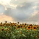 석조농장 이미지