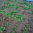 삼삼농장 이미지