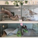 퍼피쌀롱 | 부개역애견미용 우리 강아지의 특별한 하루, 퍼피살롱에서