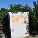 대한농장 | 제주감귤체험농장에서 즐긴 기억에 대한 후기 글