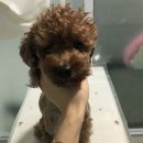 개라다이스 이미지