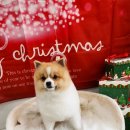 더 펫 애견샾 이미지