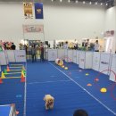 바른댕댕 애견유치원 이미지