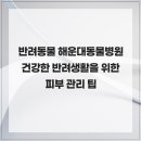 힐 동물병원 | 반려동물 해운대동물병원 건강한 반려생활을 위한 피부 관리 팁