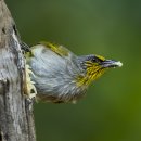 Stripe-throated Bulbul 이미지