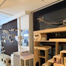 꽁냥꽁냥 | [노원 공릉] 아이랑 실내 이색카페 꽁냥꽁냥 고양이 카페 방문 후기 이용정보