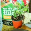 광산축산 | 거목산업사 최고급 분갈이흙 화분흙 분갈이 해본 솔직후기