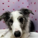 이츠펫 살롱 이미지