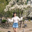 청라언덕 경관 포토 | [대구 가볼만한곳] 눈부신 봄날의 기록, 대구 청라언덕 목련 + 주차정보 (feat. 치즈냥이)🌸✨