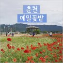서상초등학교 | 강원도 춘천 명소 - 춘천 가볼만한곳 신매리 메밀밭(메밀꽃밭)