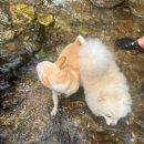 향나무집 - 창원시 진해구 가주로 89-1 | 남한산성 계곡 백숙 맛집 추천! 강아지 동반 가능한 향나무집 후기