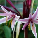 행복나무 이미지