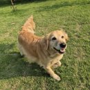 강남켄넬 이미지