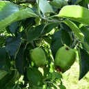 괴산 연풍면, 우박피해 사과 재배 농민들을 돕기 위한 사과 따기 체험 실시 이미지