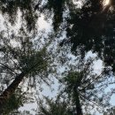 숲의틈(FOREST GAP)