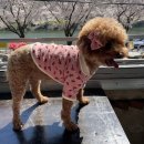 포롱도그 | [전주/애견유치원]전주 최강 강아지유치원 포롱도그