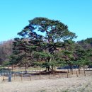 상주 상현리 반송 이미지