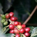 남미농장 이미지