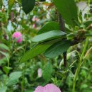 에그리나 이미지