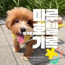 50k 반려견 유치원 | 수원강아지호텔, 말티푸 '마루'의 호텔링 이야기 — 오십케이 스타필드점