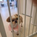 황실 애견미용 살롱 이미지