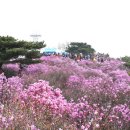 진달래 이미지