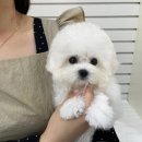 부산강아지분양 앨리펫 이미지