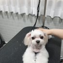 펫살롱케이 이미지