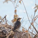 【개똥지빠귀】Turdus euromus 이미지