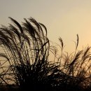 하늘공원 이미지