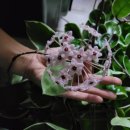 대하다방 이미지