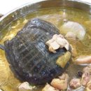 파워푸드 슈퍼푸드 자라 snapping turtle - 불포화지방산인 리놀산 함유, 건강 증진 및 유지, 체력 보강 이미지