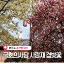 철쭉작은도서관 | 국회의사당 사랑재 겹벚꽃 실시간 개화현황 사랑재 가는법 주차장 등 직접 방문 후기