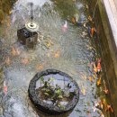 바우바우 이미지