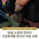대소동물병원 | 16살 노령견 강아지 구강 흑색종 (무색소성) 방사선 치료 사례 - 부산·양산 에스동물암센터