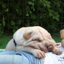 도그파크랜드 이미지