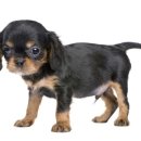 21세기 동물병원 이미지