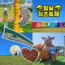 구절초 테마공원 제2주차장 | 전북 임실 2025년 치즈테마파크 치즈축제 주차 꿀팁 방문 후기 + 임실성당