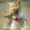 찰랑 Daum카페