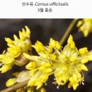 펌글 / 봄에 피는 노란꽃들 이미지