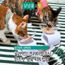 와즈펫(wispet) | 입맛 까다로운 고양이도 완밥! 와즈펫 프리미엄 습식 4종 리얼 후기