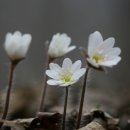 노루귀