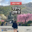 각원사길 | 천안 각원사 겹벚꽃과 벚꽃 주차 개화시기
