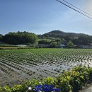 계획관리지역 해남땅매매 접근성이 좋답니다~(매물번호 2465) 이미지