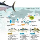 참치어장 이미지