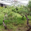 소나무정형외과의원 이미지