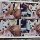 체리쉬독 이미지