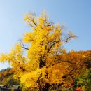 의령 세간리 은행나무 이미지