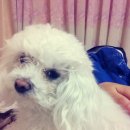 누렁이도 찰스로 이미지